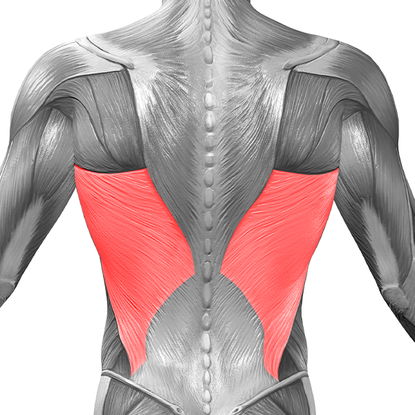 簡単に効率よく背中の筋肉をつけるラットプルダウンのやり方とコツ 公式 Belegend ビーレジェンドプロテイン